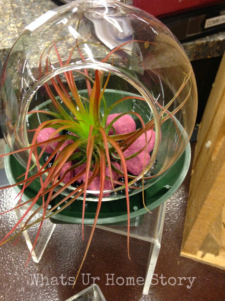 Air Plant Terrarium Ideas