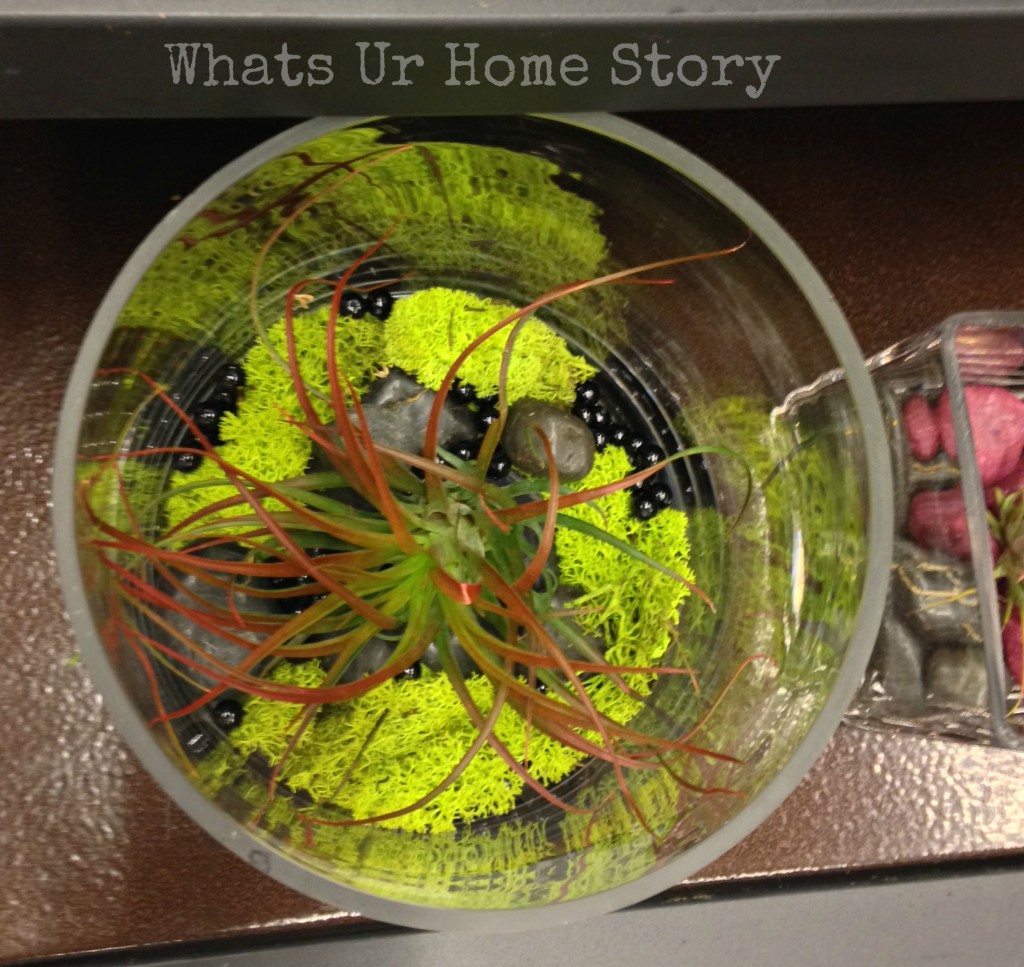 Air Plant Terrarium Ideas