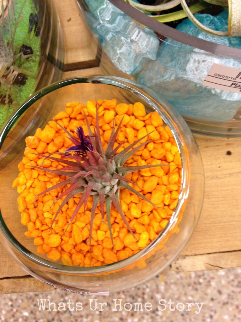 Air Plant Terrarium Ideas