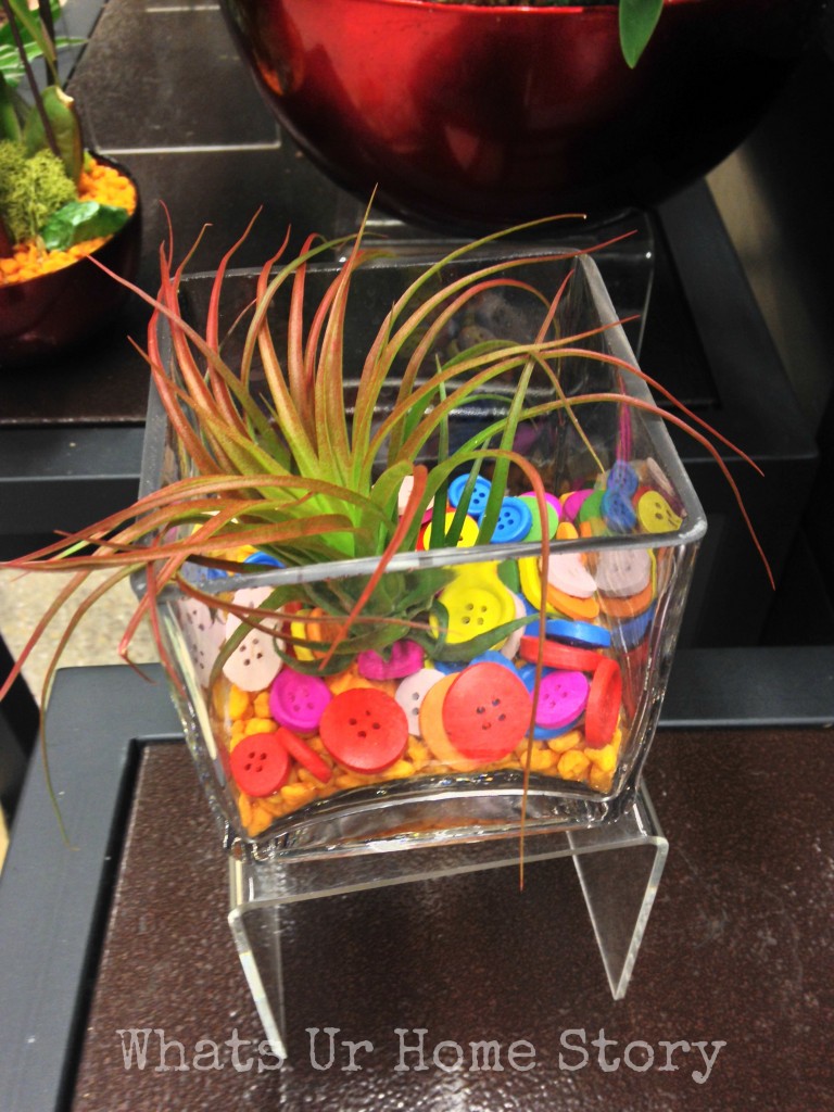 Air Plant Terrarium Ideas