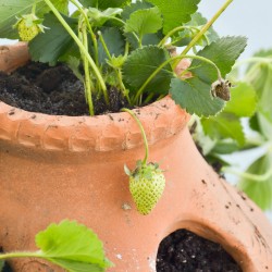 how to plant strawberries