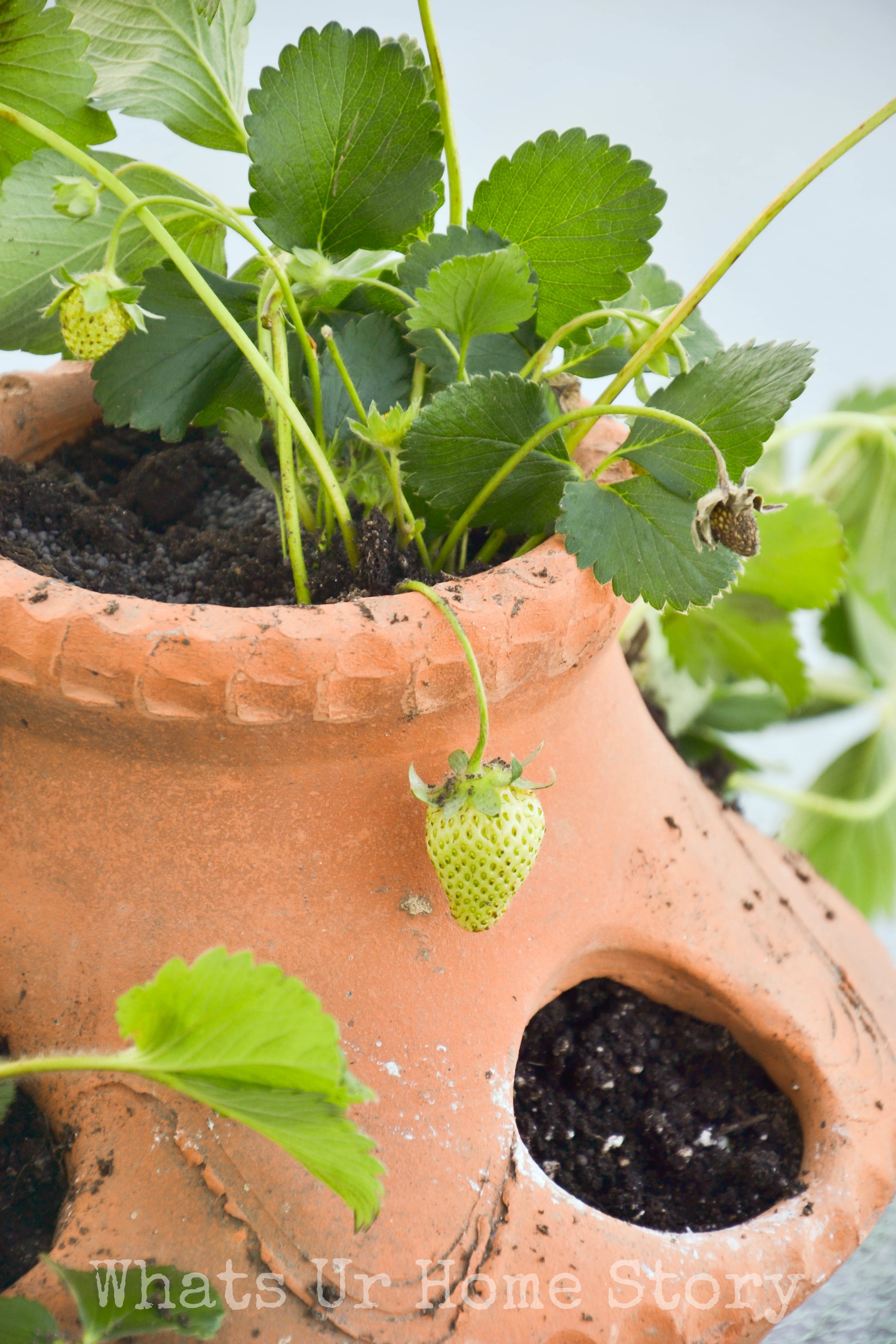 how to plant strawberries