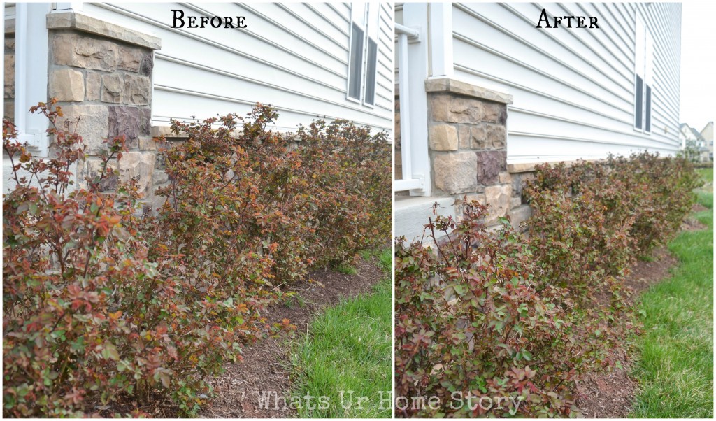 Pruning Knockout Roses