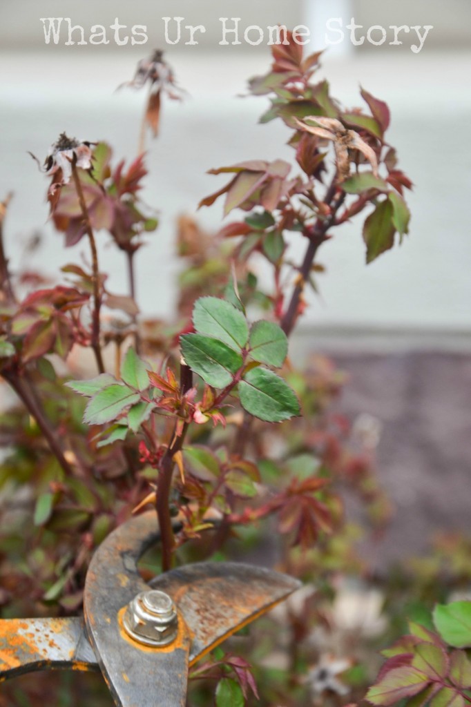 Pruning Knockout Roses