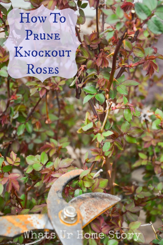 Pruning Knockout Roses