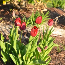 red tulips