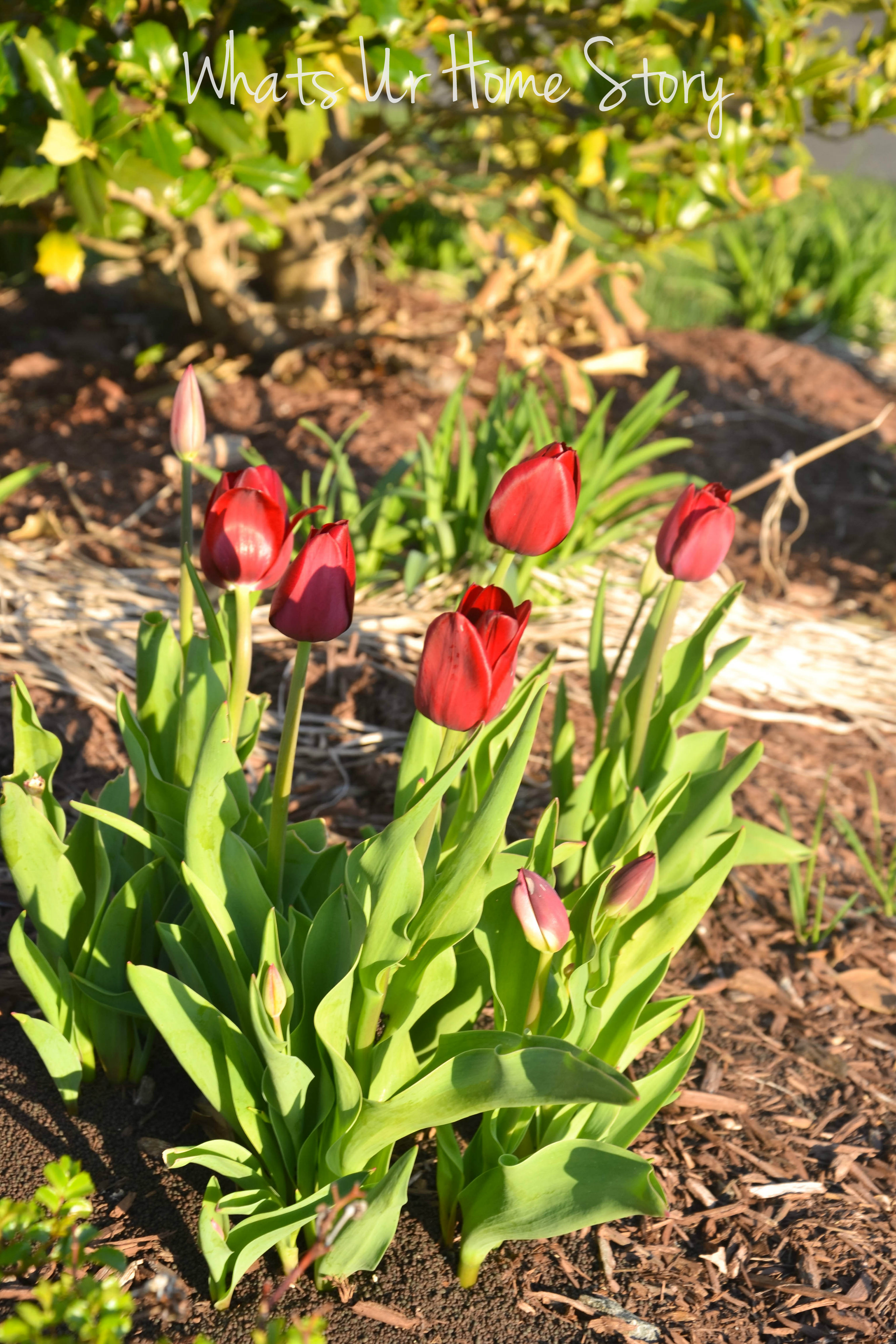 red tulips