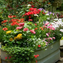 annuals in a tub