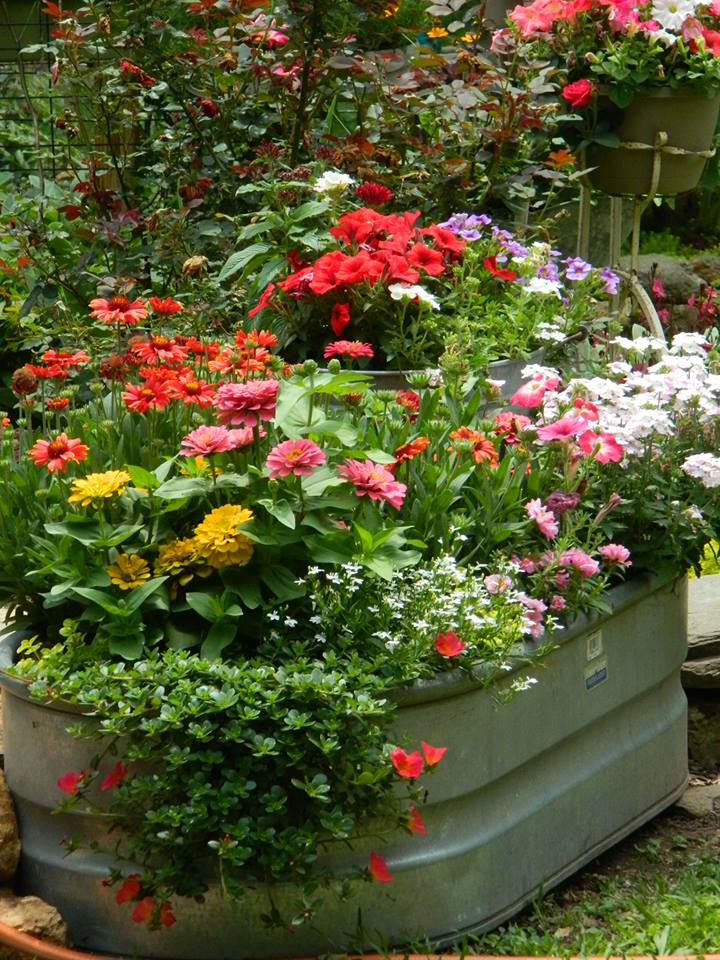 annuals in a tub