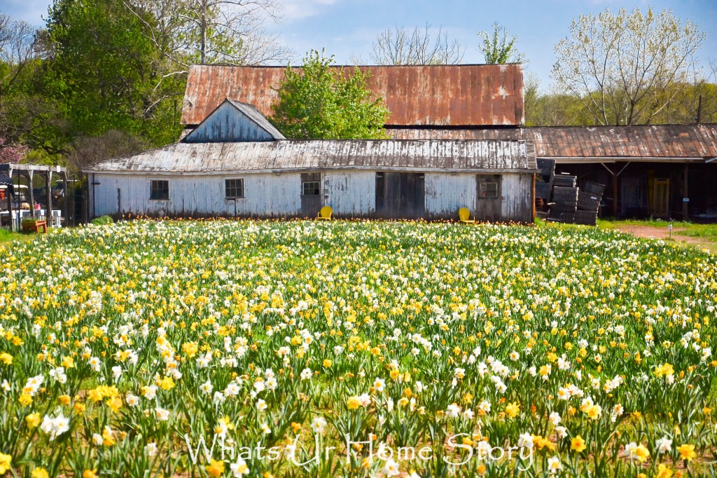 Festival of Tulips @ Burnside Farms