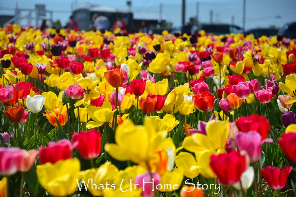 Festival of Tulips @ Burnside Farms