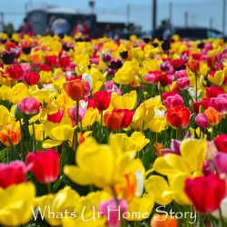 festival of tulips