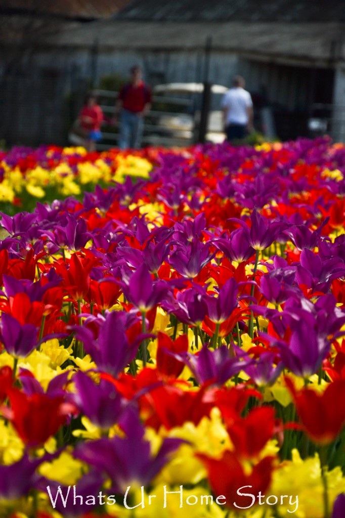 Festival of Tulips @ Burnside Farms