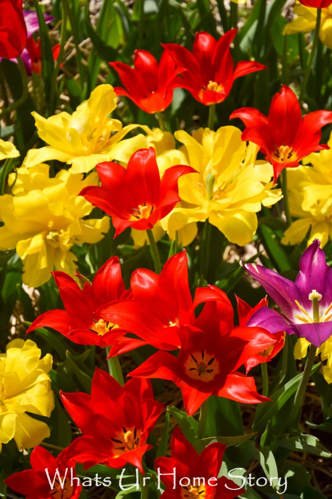 Festival of Tulips @ Burnside Farms