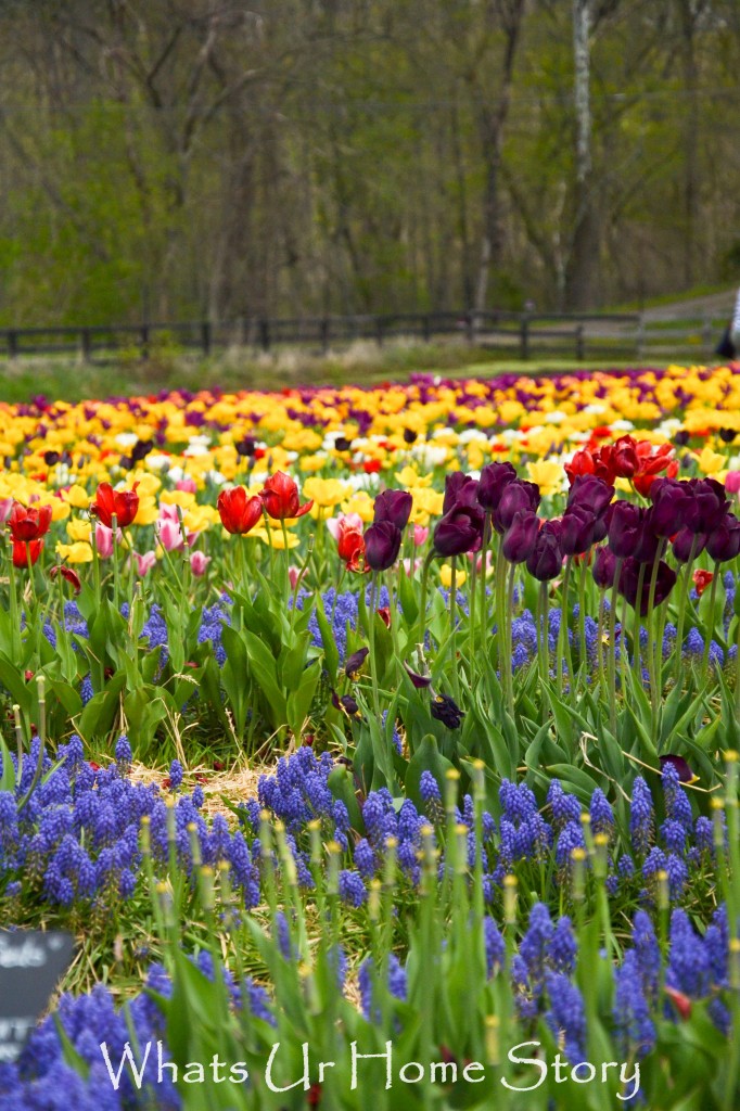 Festival of Tulips @ Burnside Farms