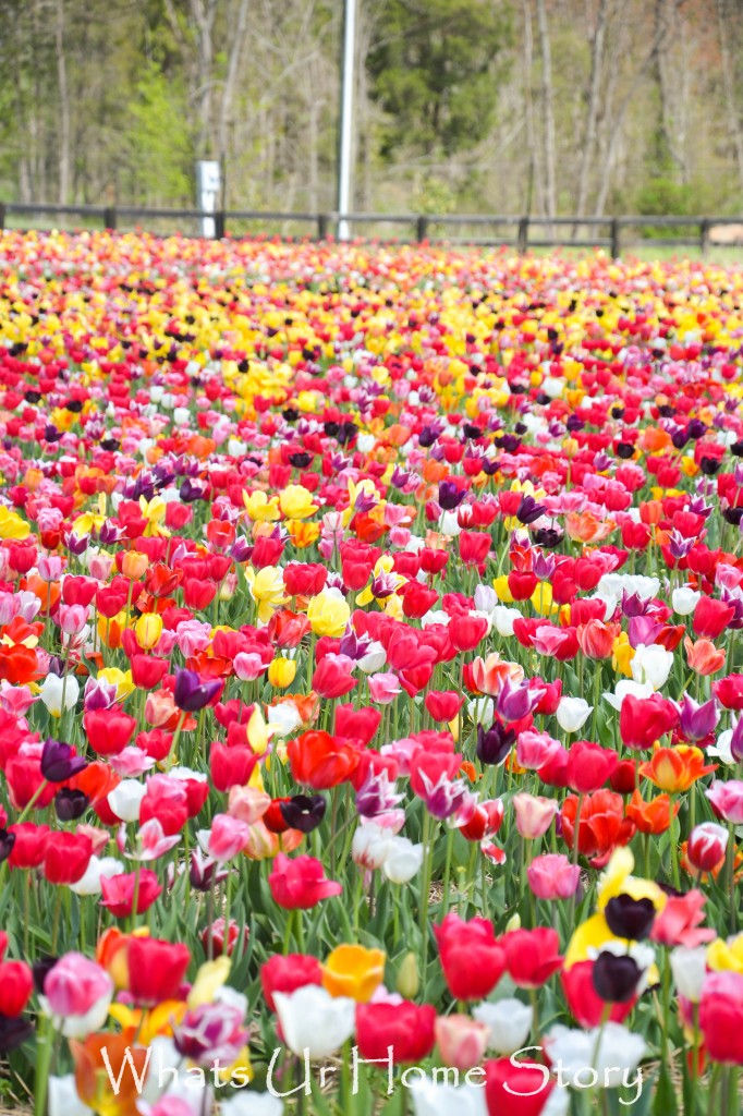 Festival of Tulips @ Burnside Farms