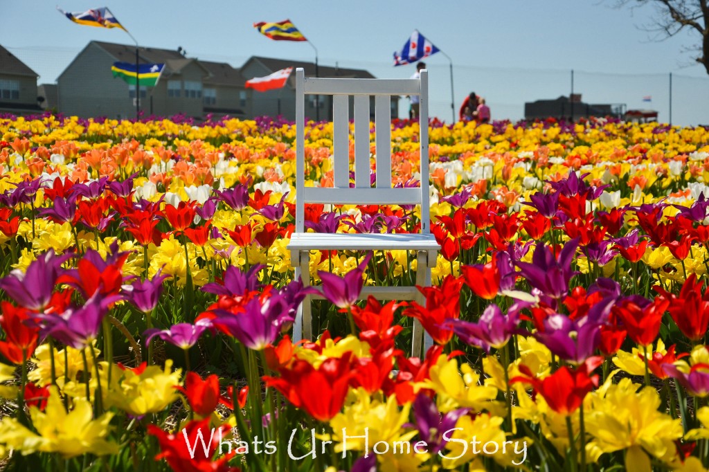 Festival of Tulips @ Burnside Farms