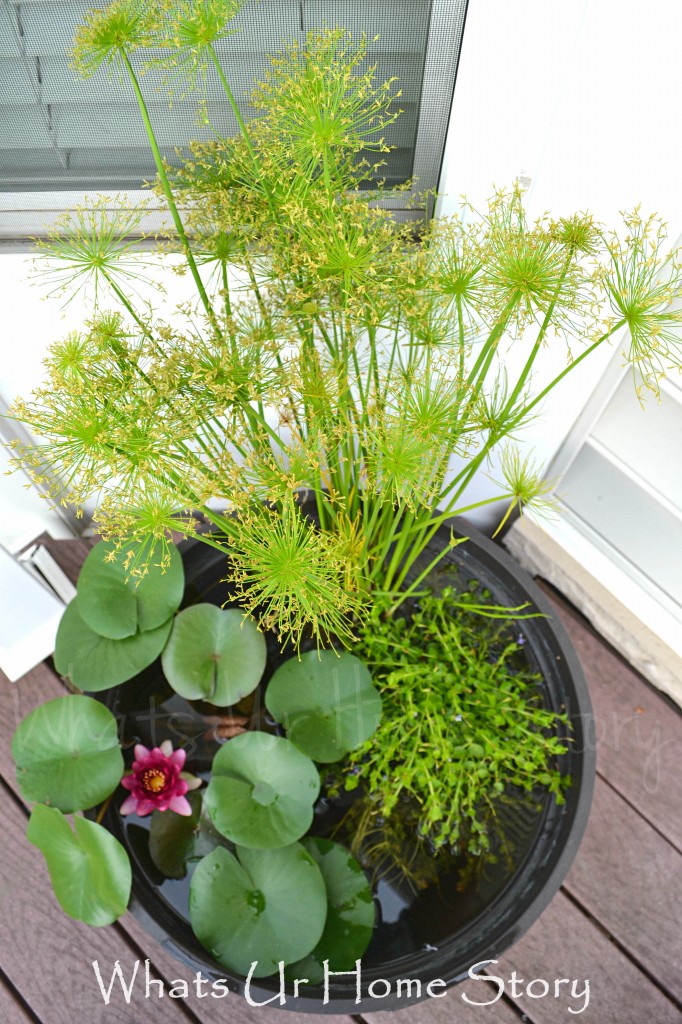 How to Grow Dwarf Papyrus