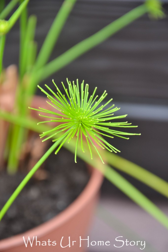 Growing Water Lily in a Container