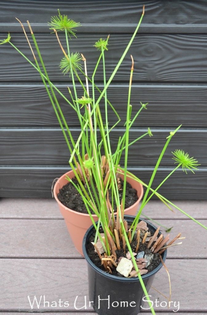 How to Grow Dwarf Papyrus