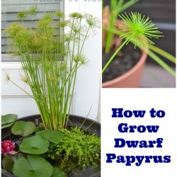how to grow dwarf papyrus