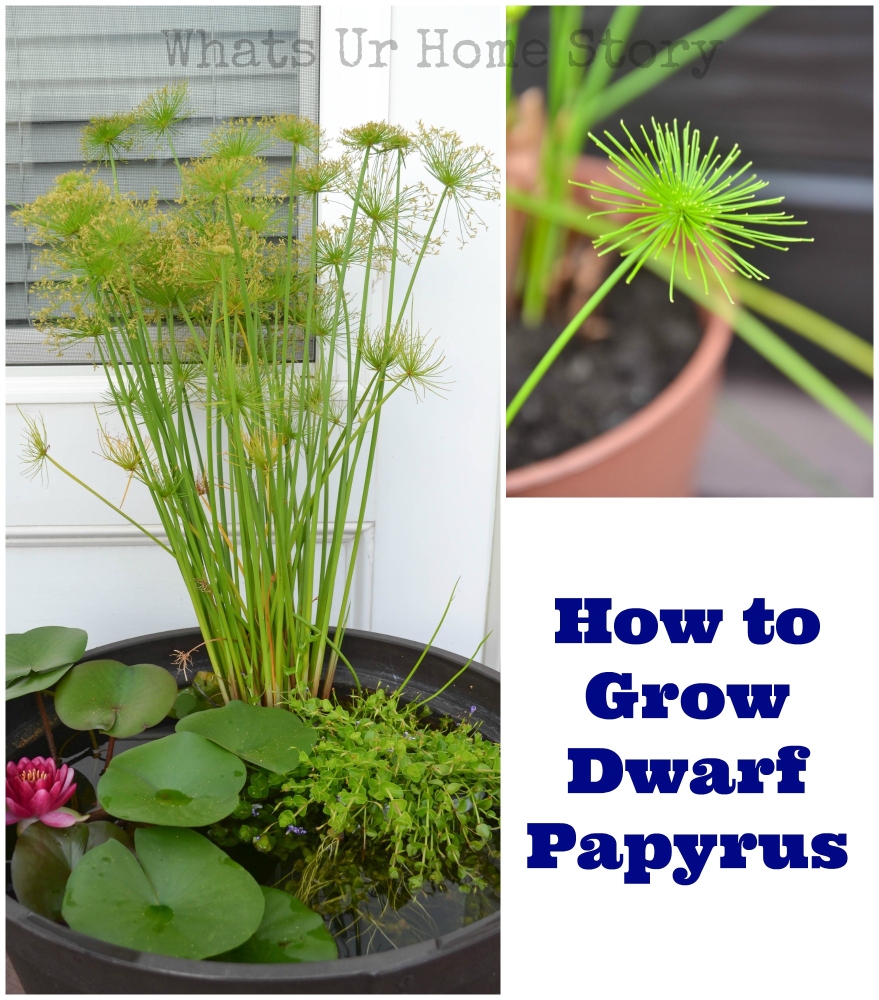 how to grow dwarf papyrus