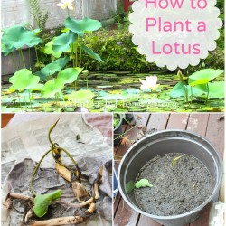 how to plant a lotus