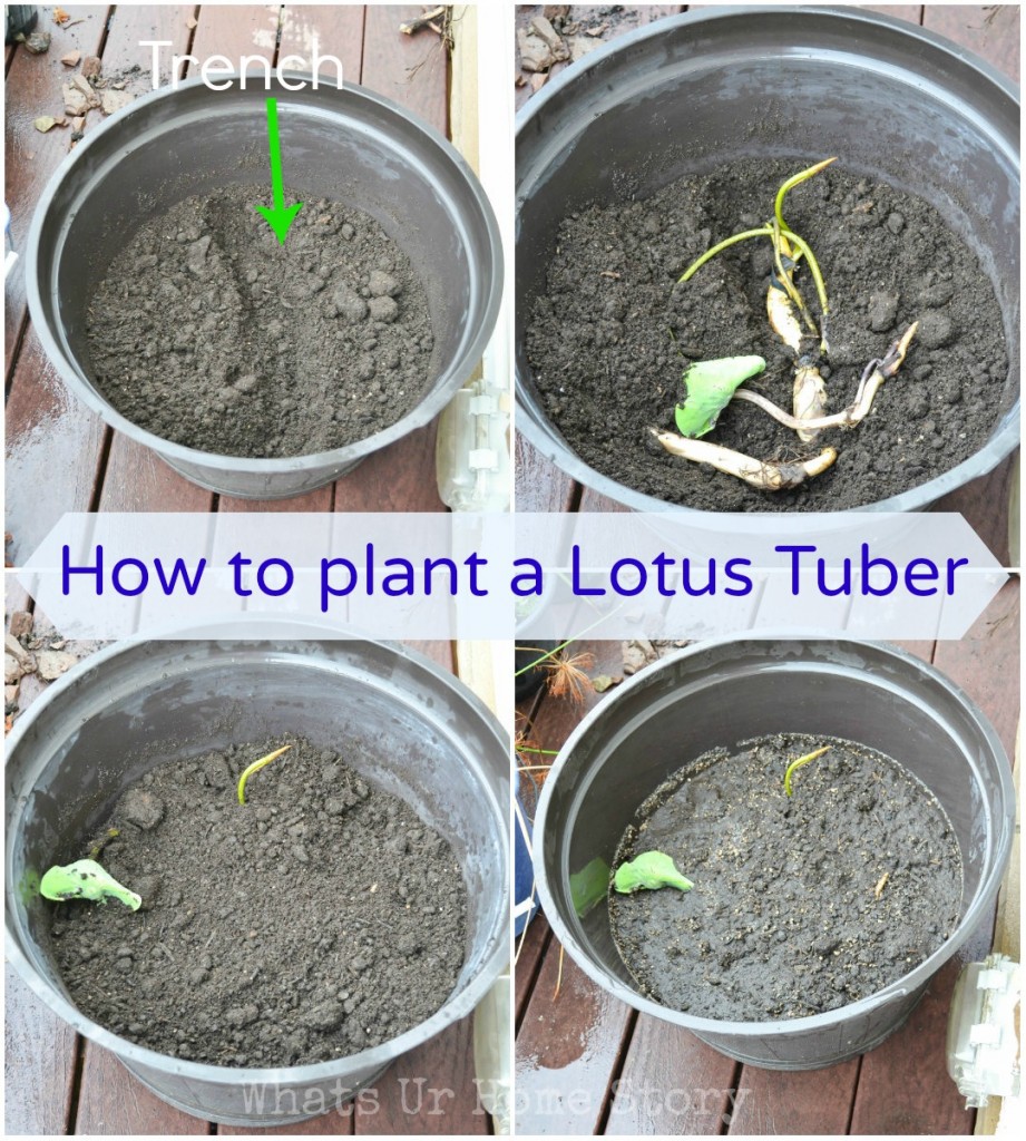 How to Plant a Lotus