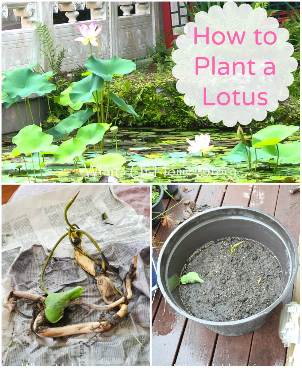 how to plant a lotus