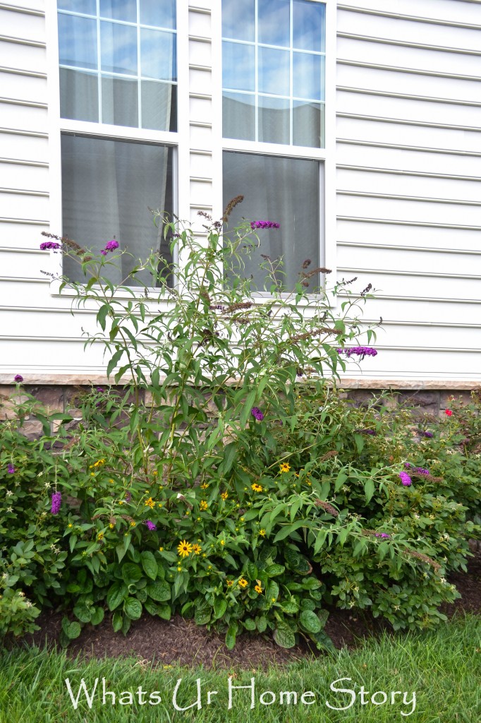 Summer Garden 2014