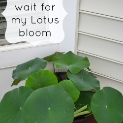 Growing Lotus on the deck