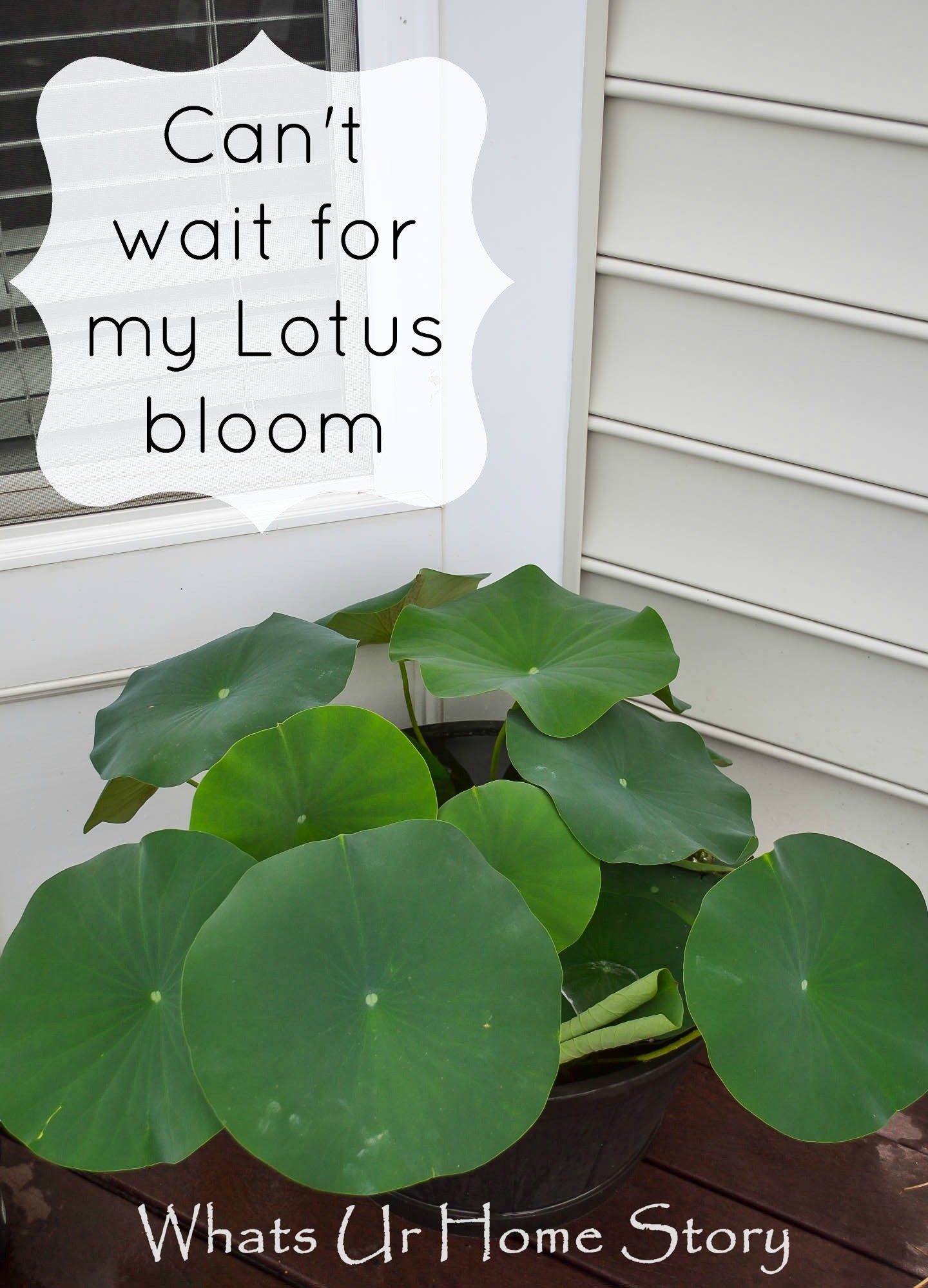 Growing Lotus on the deck