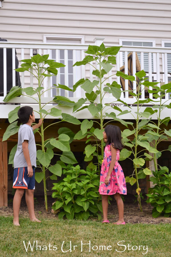 Back Yard Garden 2014