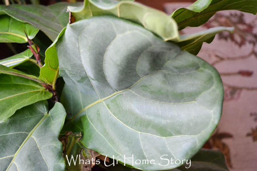Fiddle Leaf Fig Tree Care