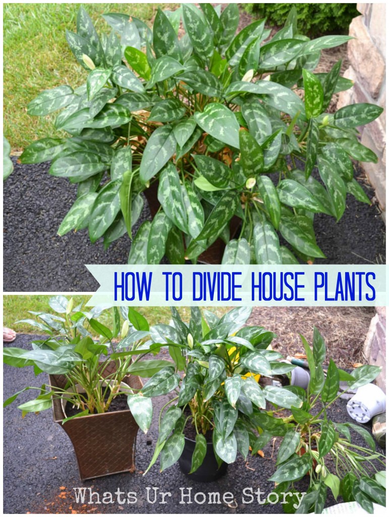 How to Divide House Plants