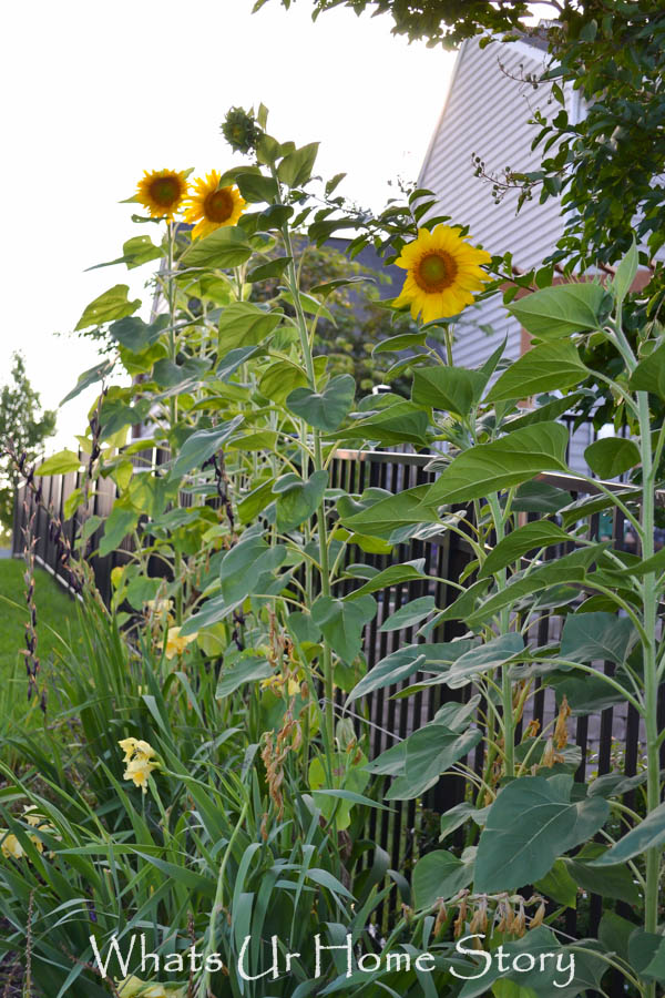 Back Yard Garden 2014