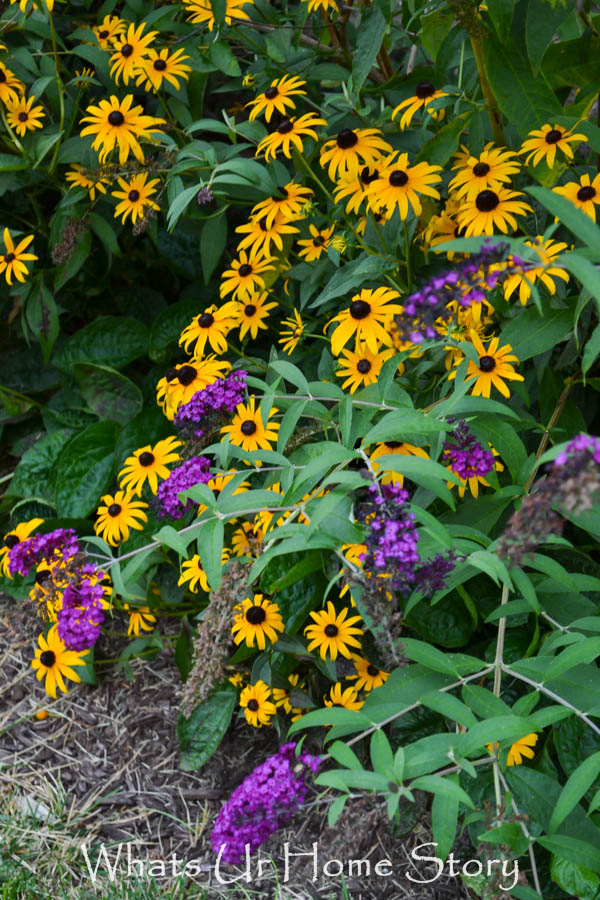 Back Yard Garden 2014