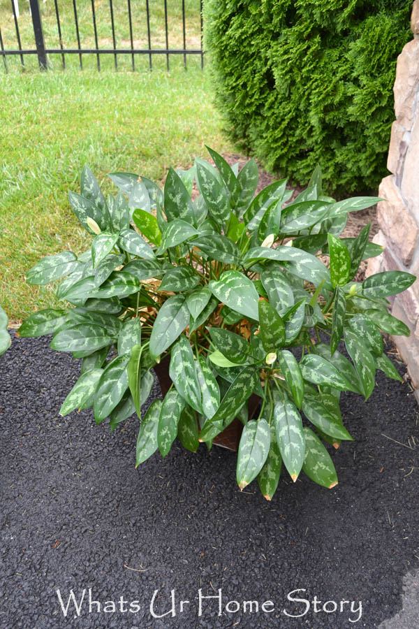 How To Divide House Plants Whats Ur Home Story how-to-divide-house-plants-whats-ur-home-story