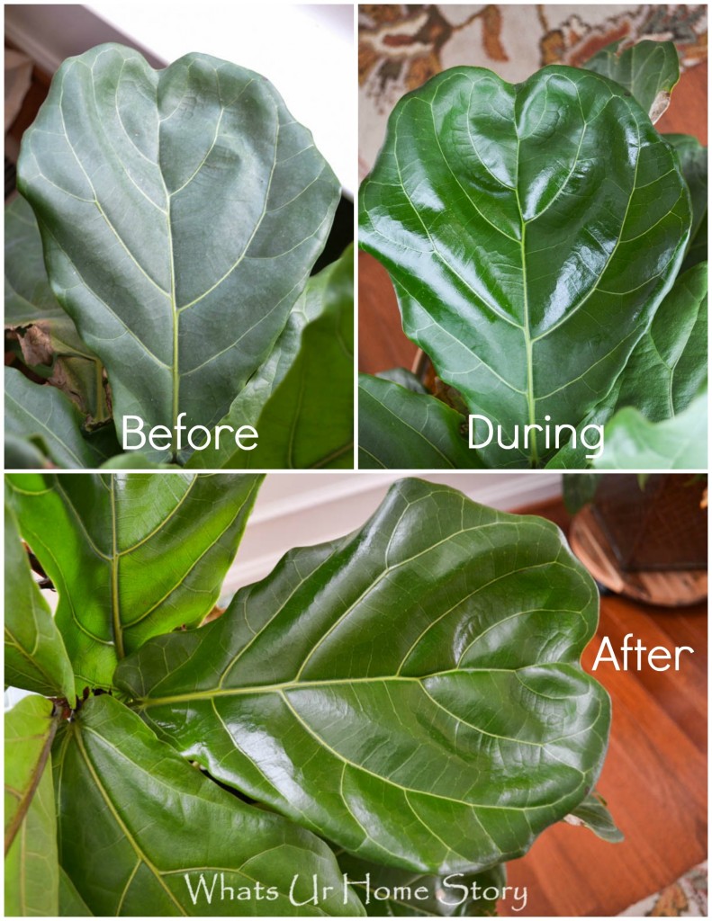 Fiddle Leaf Fig Tree Care