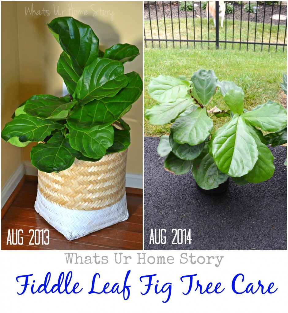 Fiddle Leaf Fig Tree Care