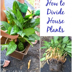 how to divide indoor plants Whats Ur Home Story