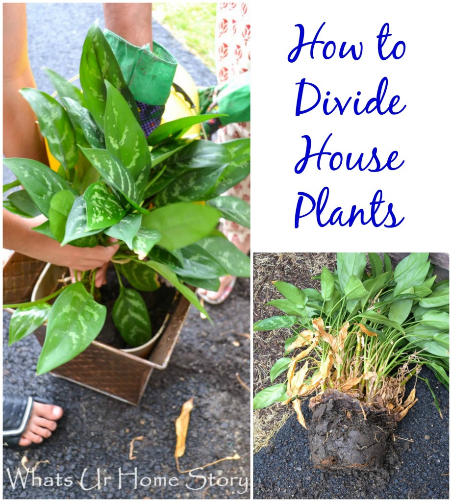 How to Divide House Plants