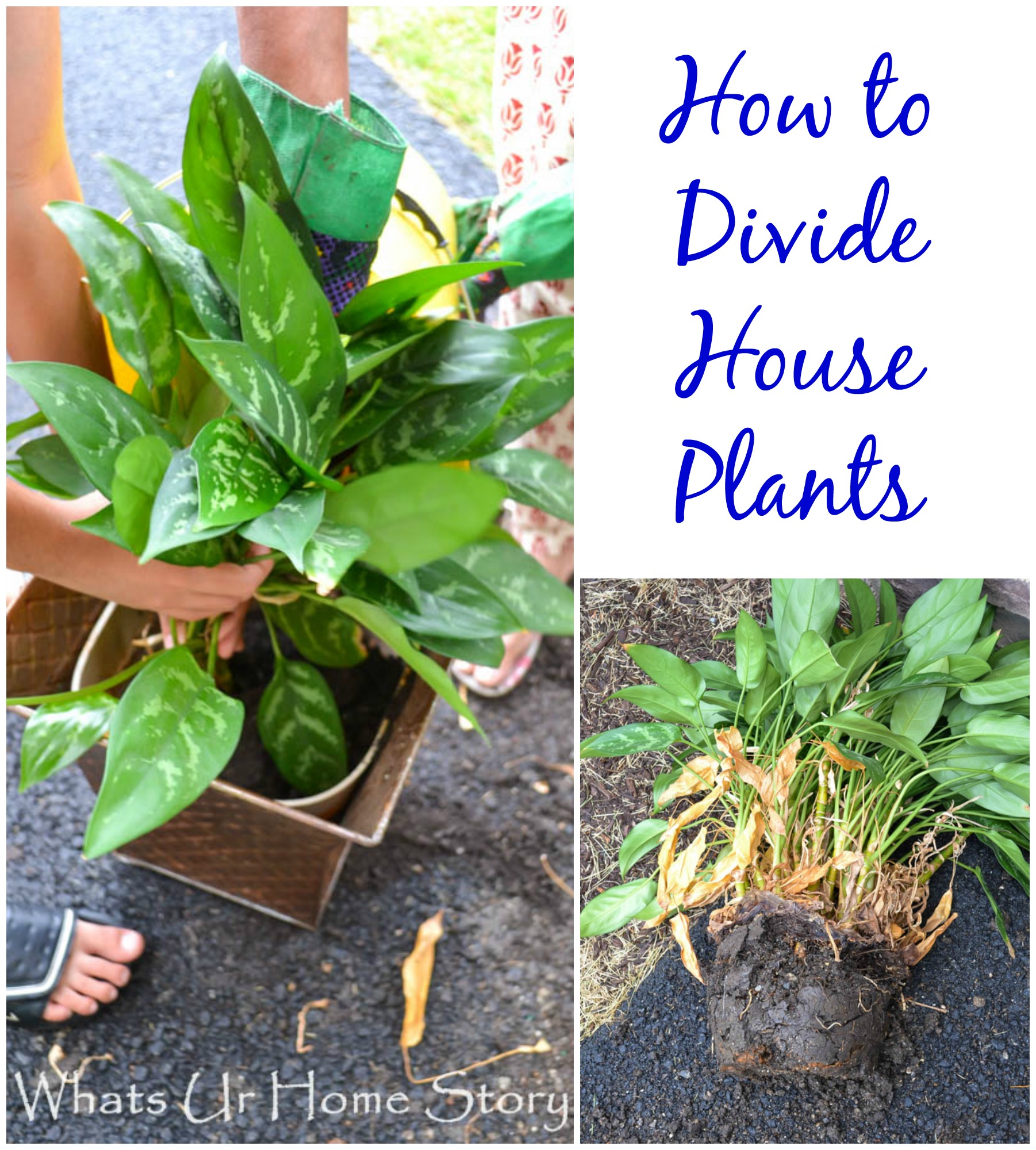 how to divide indoor plants Whats Ur Home Story