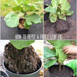 how to repot a Fiddle Leaf Fig