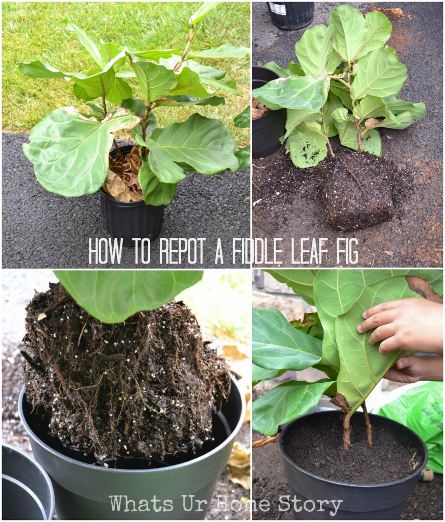 Fiddle Leaf Fig Tree Care