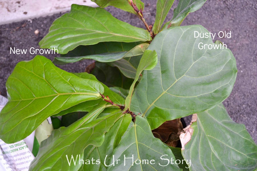 Fiddle Leaf Fig Tree Care