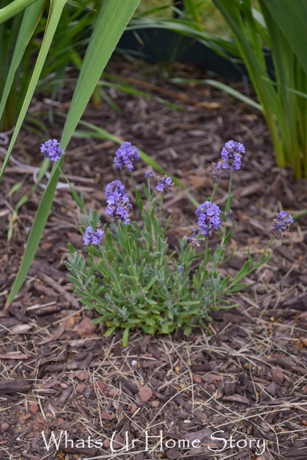 Back Yard Garden 2014