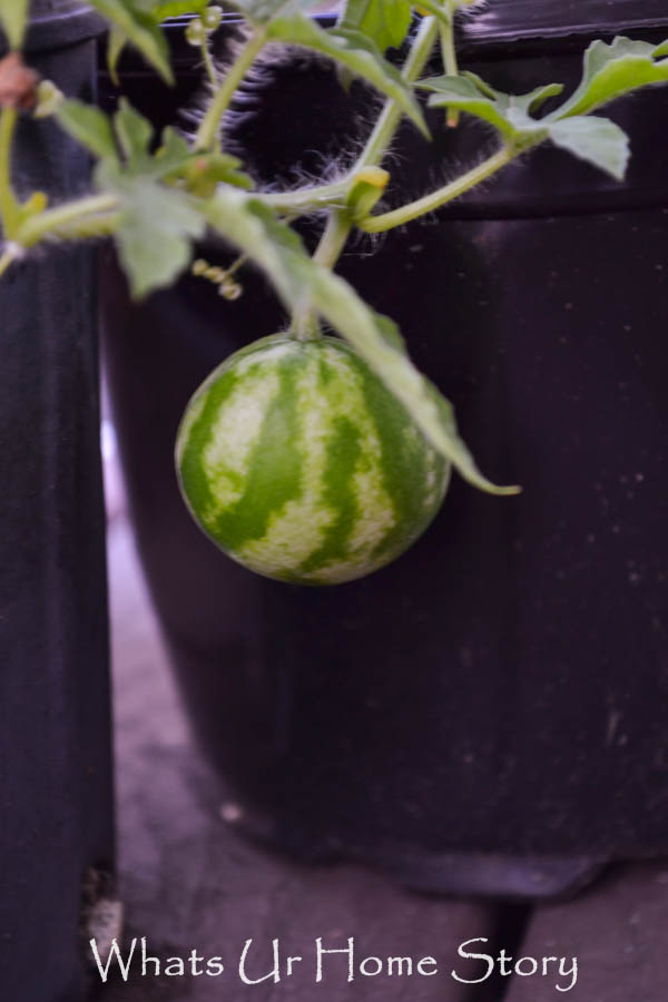 Back Yard Garden 2014