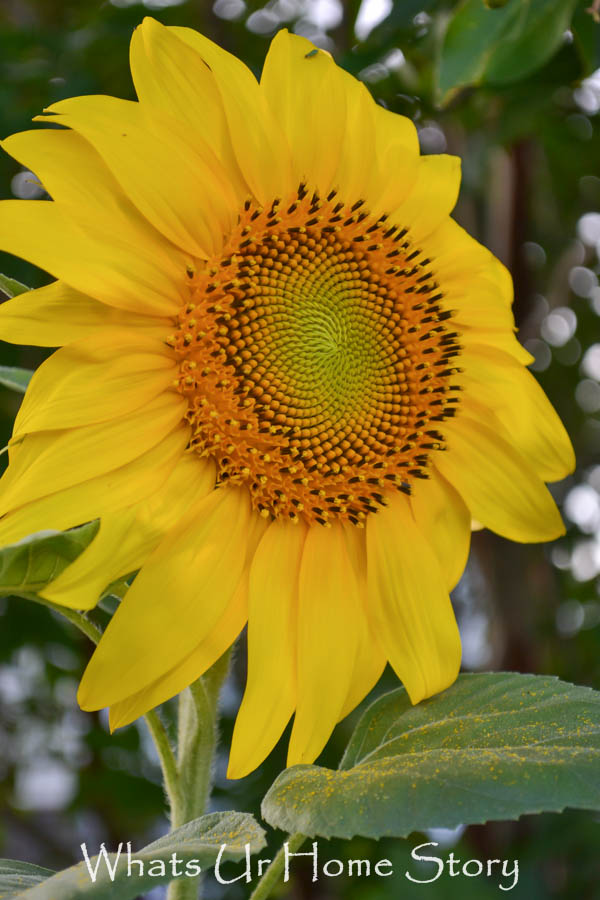 sunflower