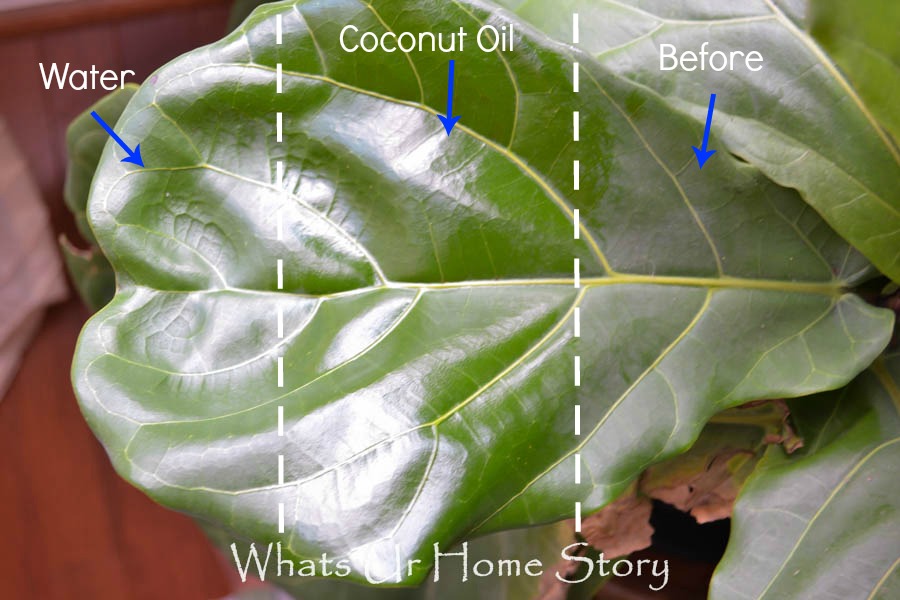 How to Clean Fiddle Leaf Fig Leaves